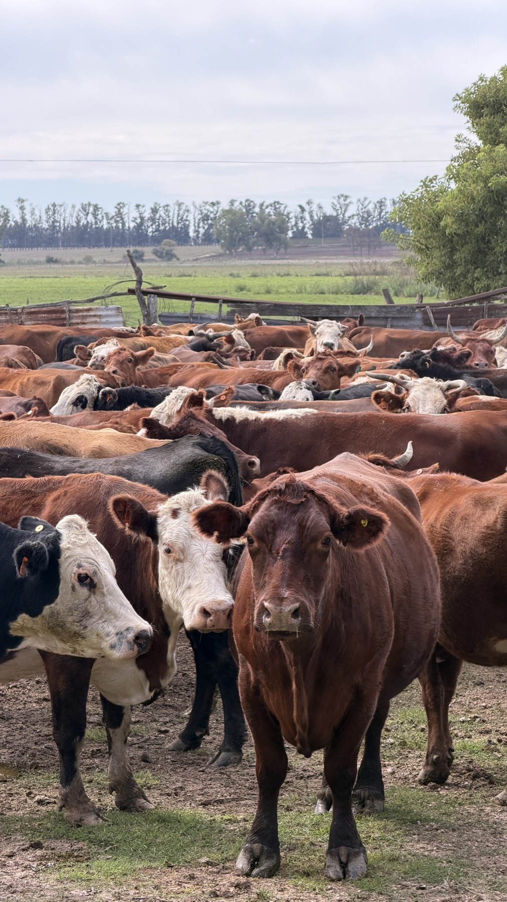 Rodeo en el corral, vacas Hereford
