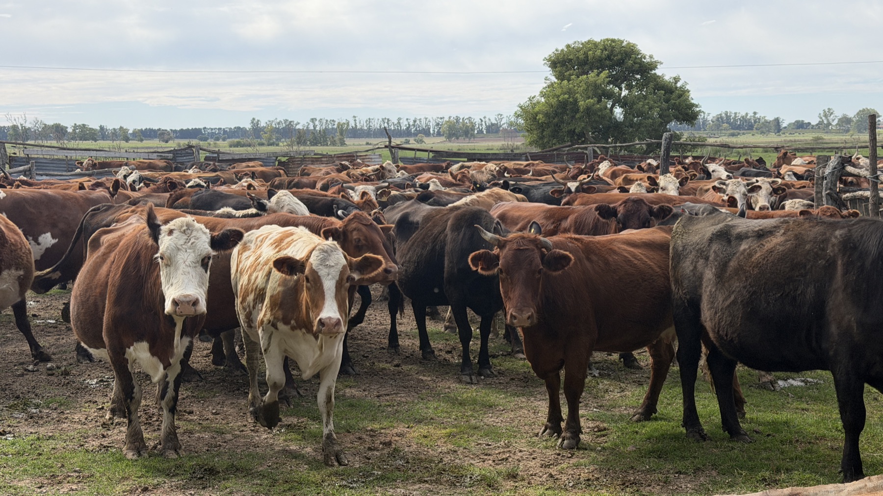 Rodeo Hereford en pastura abierta
