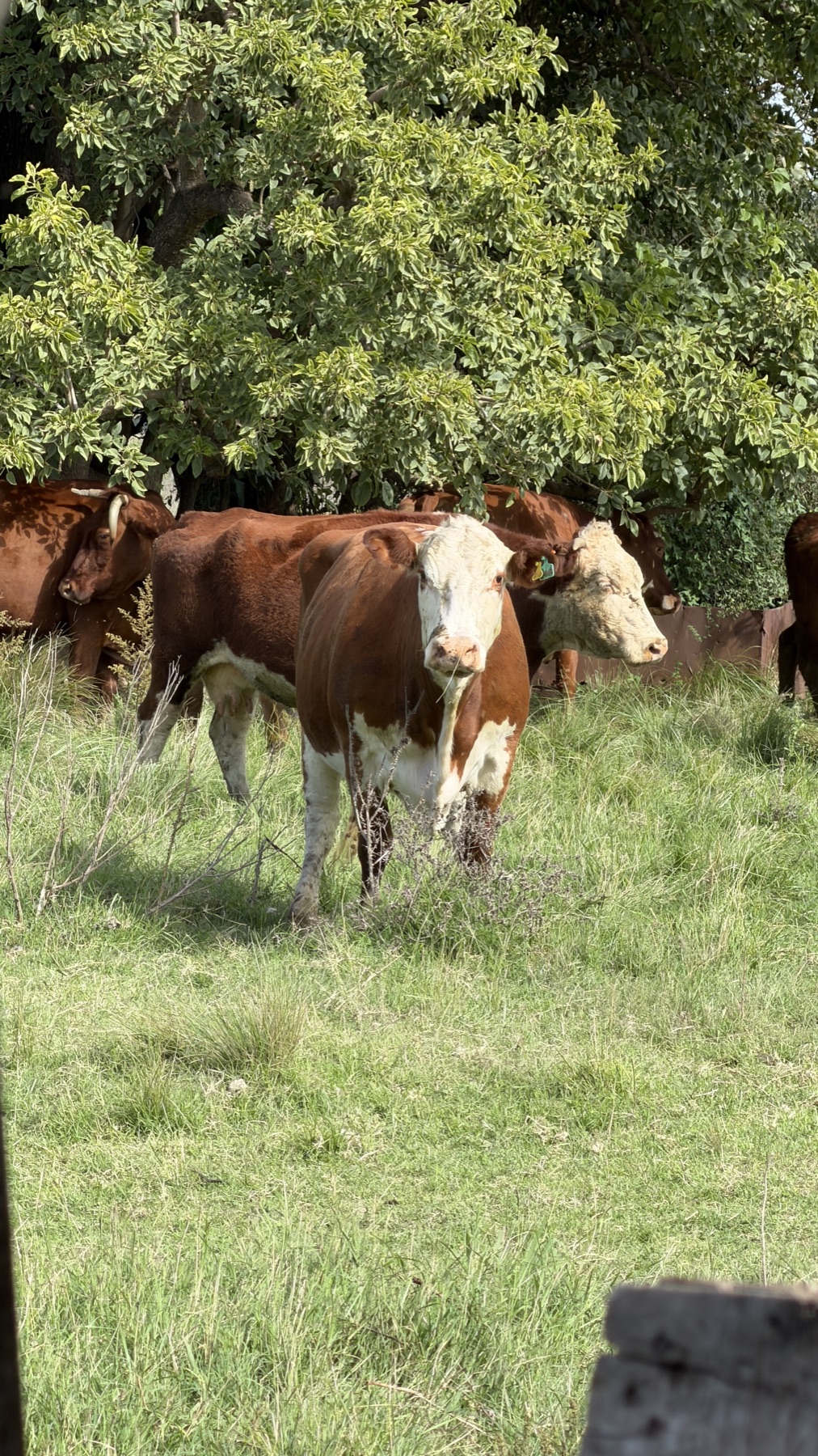 Vacas Hereford bajo la sombra del monte
