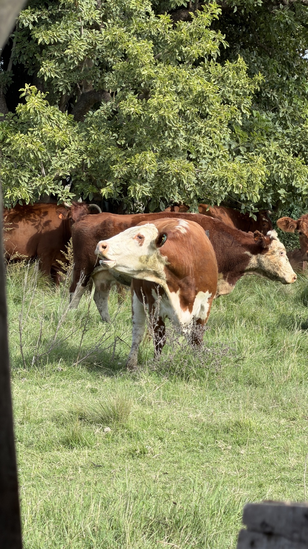 Vacas pastoreando entre árboles