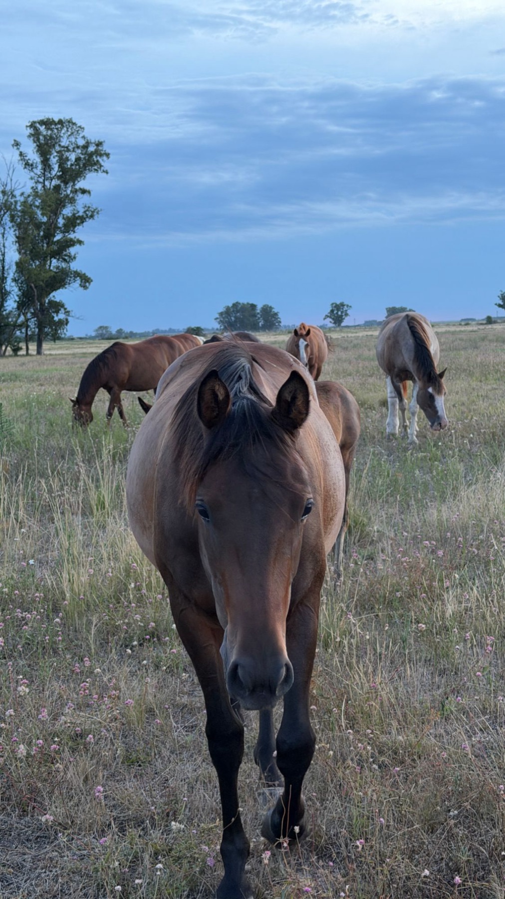 Caballos pastando en el campo