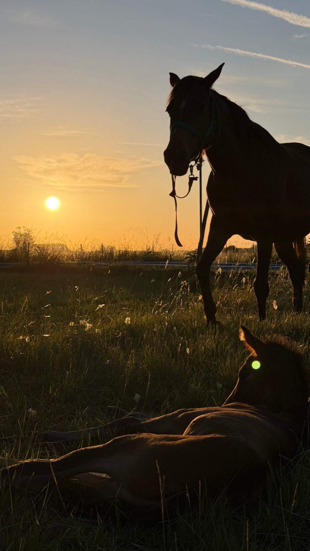 Caballos al atardecer en Estribo Viejo